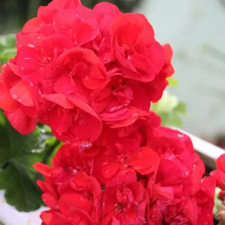 Dorisol Estrelicia Szálloda 3*