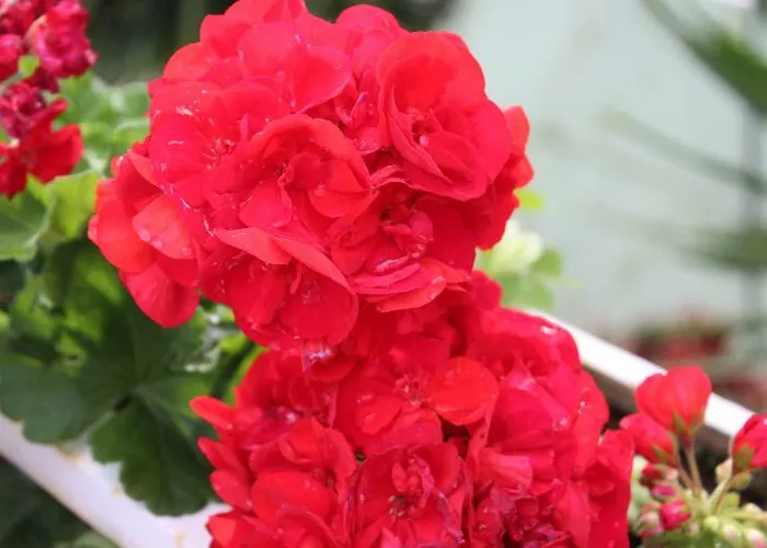 Dorisol Estrelicia Отель 3*