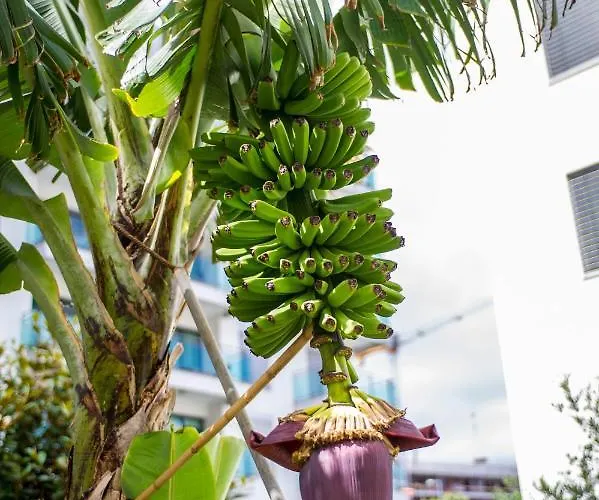 Dorisol Estrelicia 3* Funchal (Madeira)