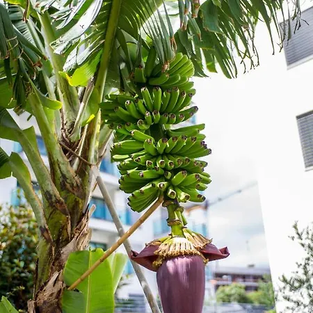 Dorisol Estrelicia 3* Funchal (Madeira)